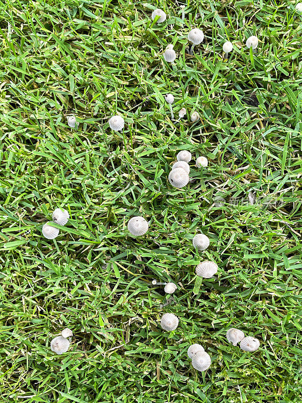在花园草坪上生长的一群墨仙(Coprinellus atus)、木耳菌、带有褶皱卵形帽和长柄的毒蕈的图片